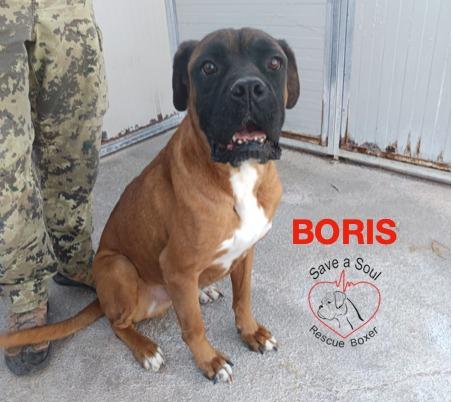 Boris boxer puro di 5 anni in adozione Foto 3